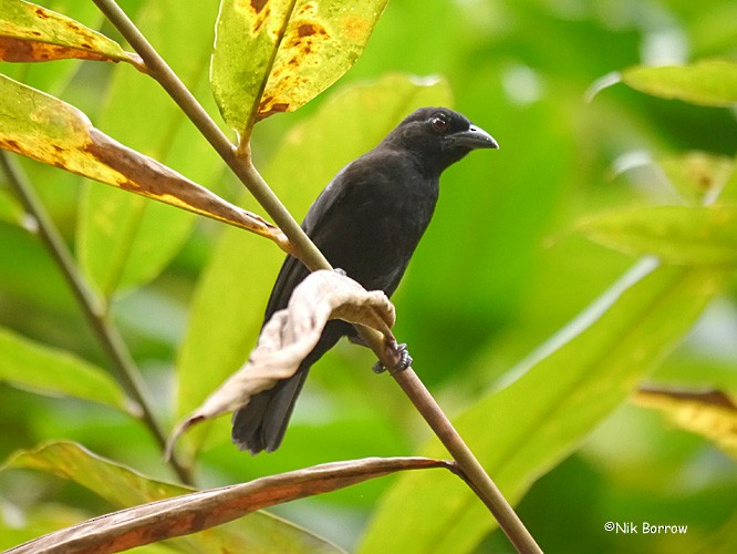 Red-crowned Malimbe - Nik Borrow