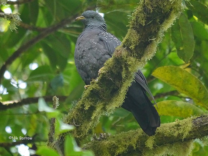Pigeon de Sao Tomé - ML205464261
