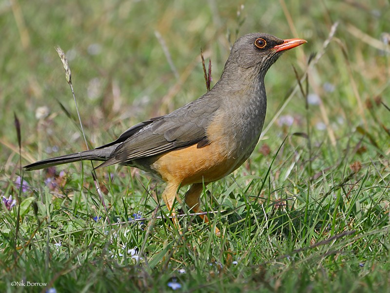 Abyssinian Thrush (Abyssinian) - ML205464341