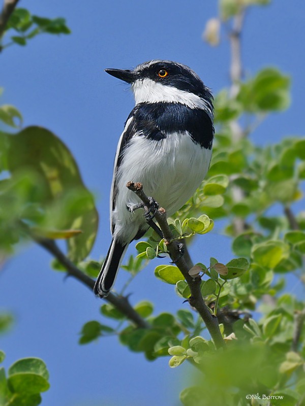 Pygmy Batis - ML205464411