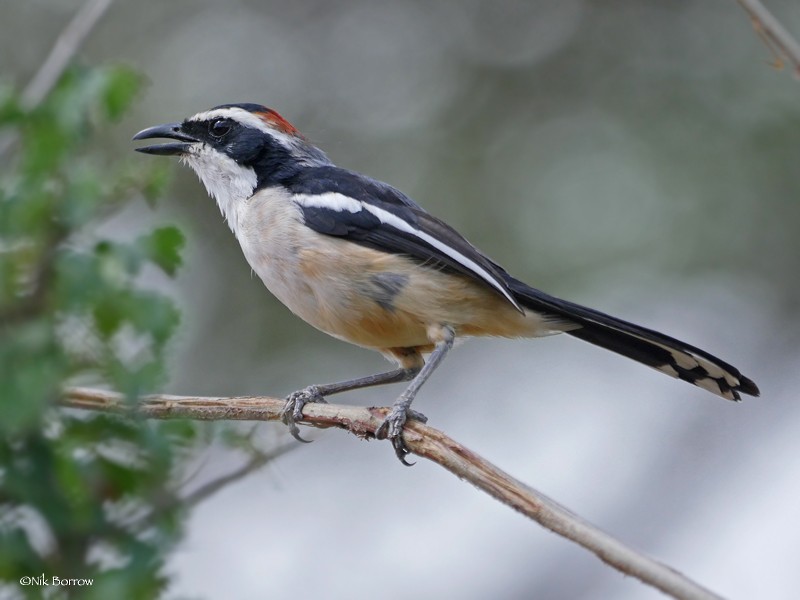 Red-naped Bushshrike - Nik Borrow