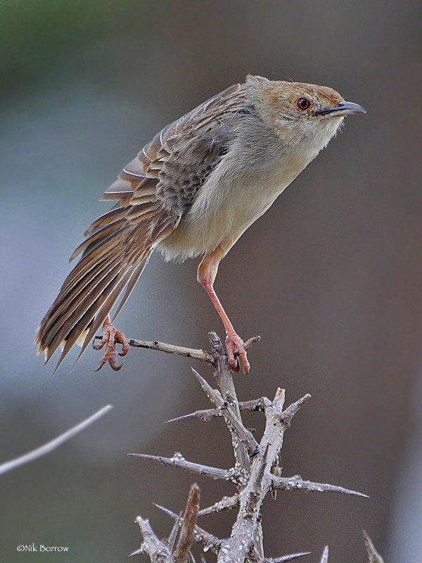 Rattling Cisticola - Nik Borrow