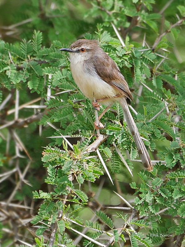 Pale Prinia - ML205464501