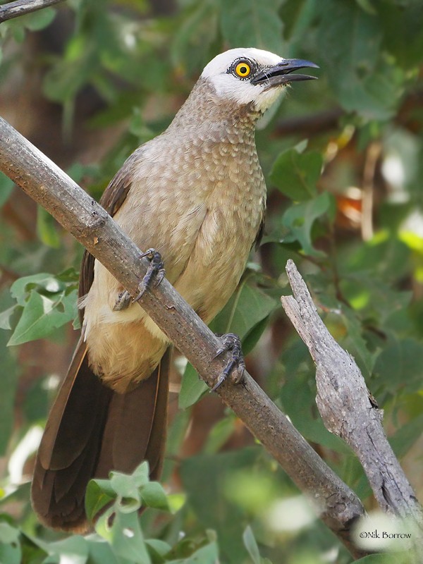 Cretzschmar's Babbler - Nik Borrow