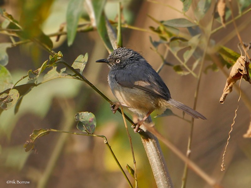 Sierra Leone Prinia - Nik Borrow