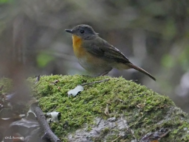 Lowland Akalat - Nik Borrow