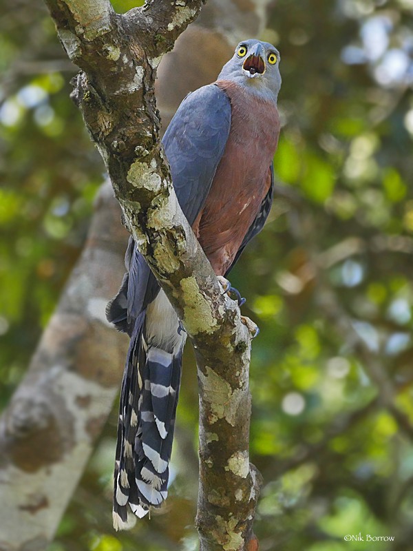 Long-tailed Hawk - ML205464701