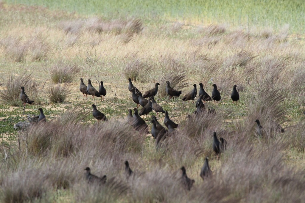 Black-tailed Nativehen - ML205464781