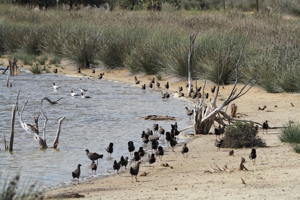 Black-tailed Nativehen - ML205464791