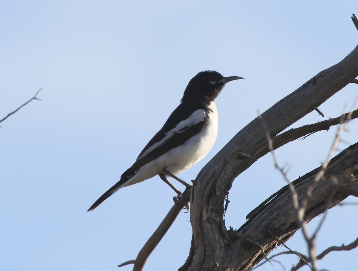 Pied Honeyeater - ML205464811