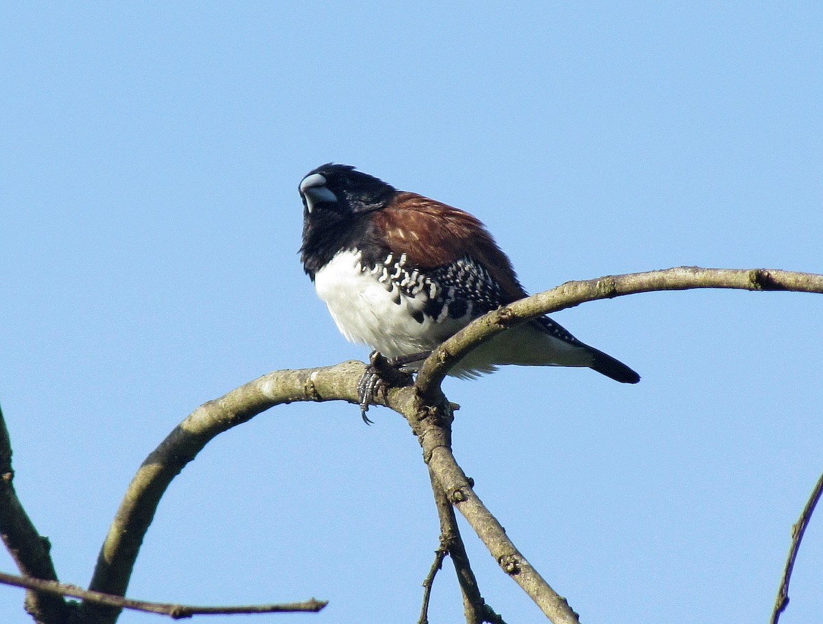 Black-and-white Mannikin (Red-backed) - ML205465771