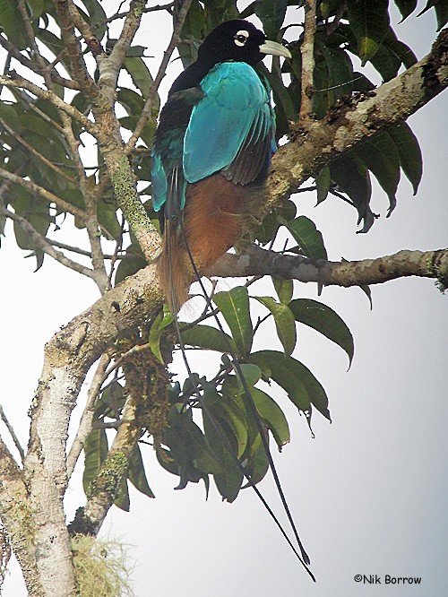 Blue Bird-of-Paradise - ML205466001