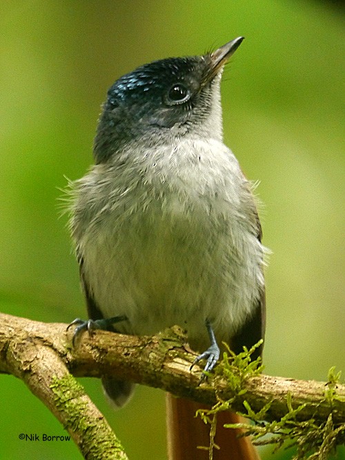 Sao Tome Paradise-Flycatcher - ML205466201