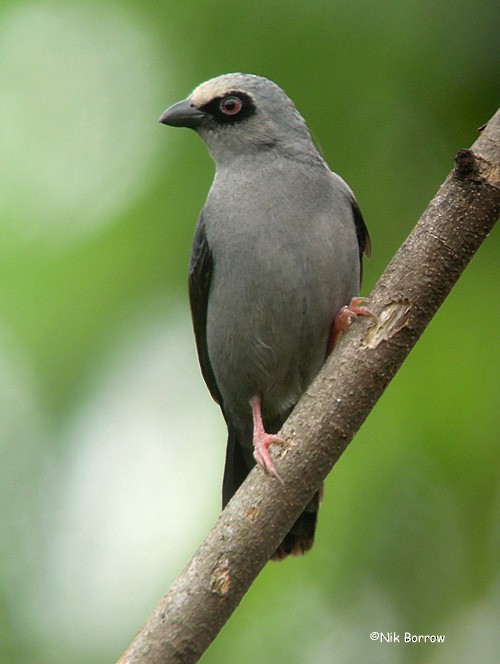 Pale-fronted Nigrita - ML205466221