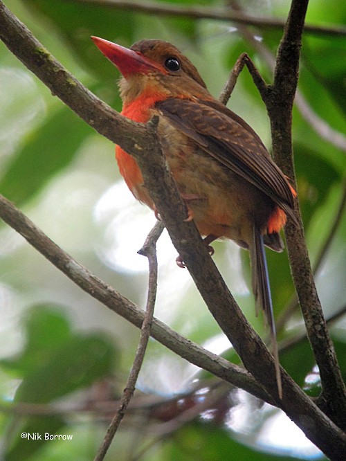 Brown-headed Paradise-Kingfisher - Nik Borrow