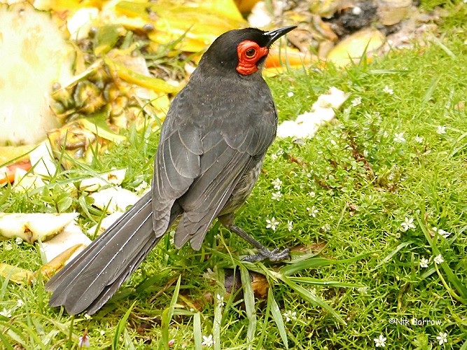 Smoky Honeyeater - ML205466311