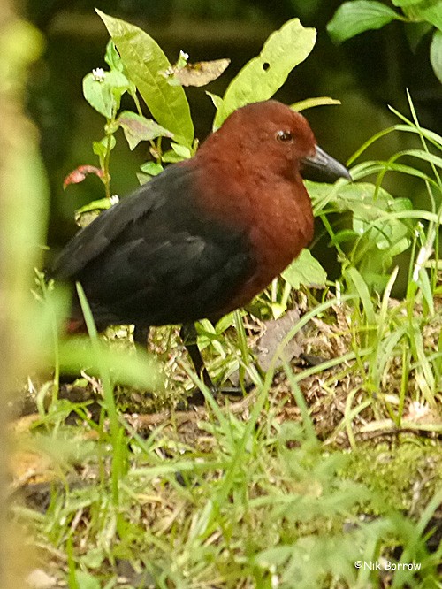 Forbes's Forest Rail - ML205466321