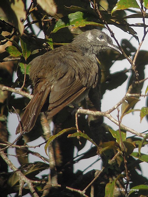 Marbled Honeyeater - ML205466341