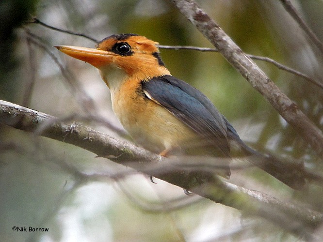 Mountain Kingfisher - ML205466351