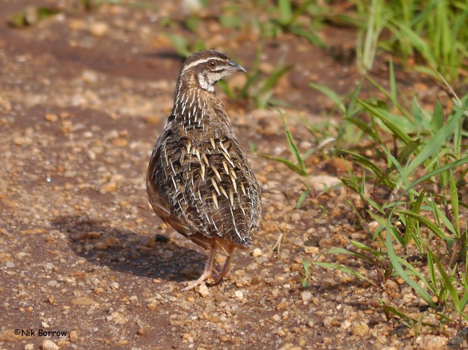 Harlequin Quail - ML205466461