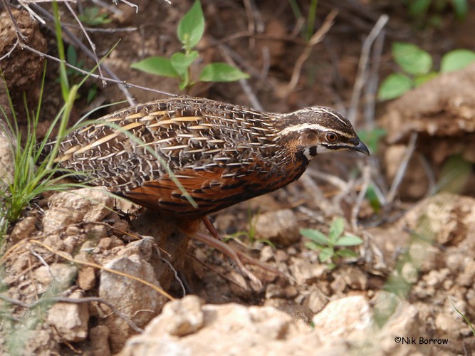 Harlequin Quail - ML205466471