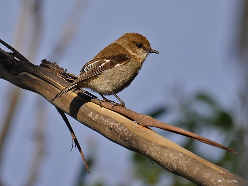 Dusky Robin - ML205466581