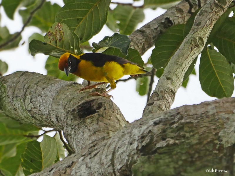 Preuss's Weaver - Nik Borrow