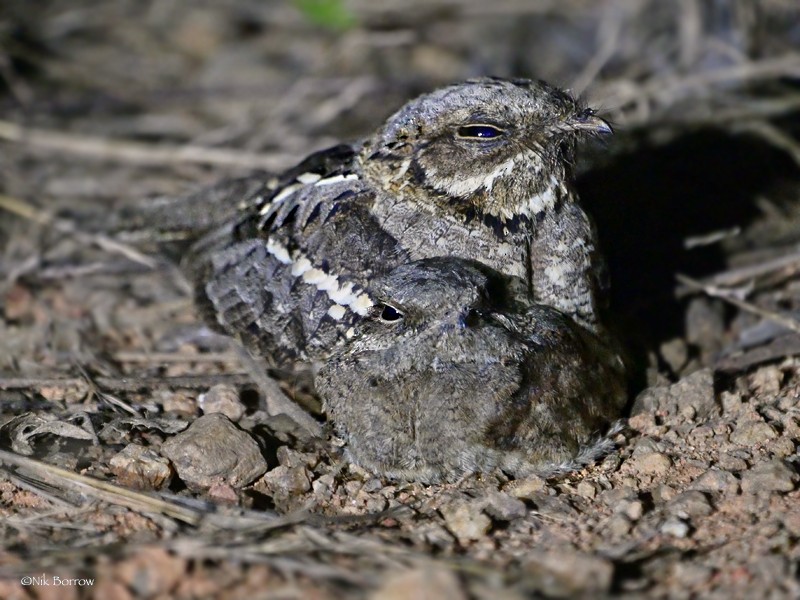 Long-tailed Nightjar - ML205466651