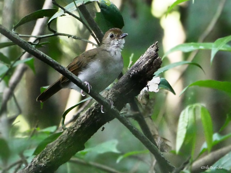 Rufous-winged Illadopsis - Nik Borrow