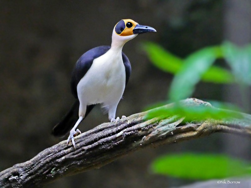 White-necked Rockfowl - ML205466721