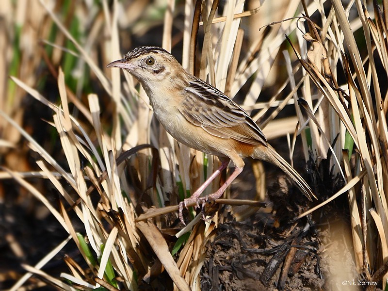 Black-backed Cisticola (Black-backed) - ML205466771