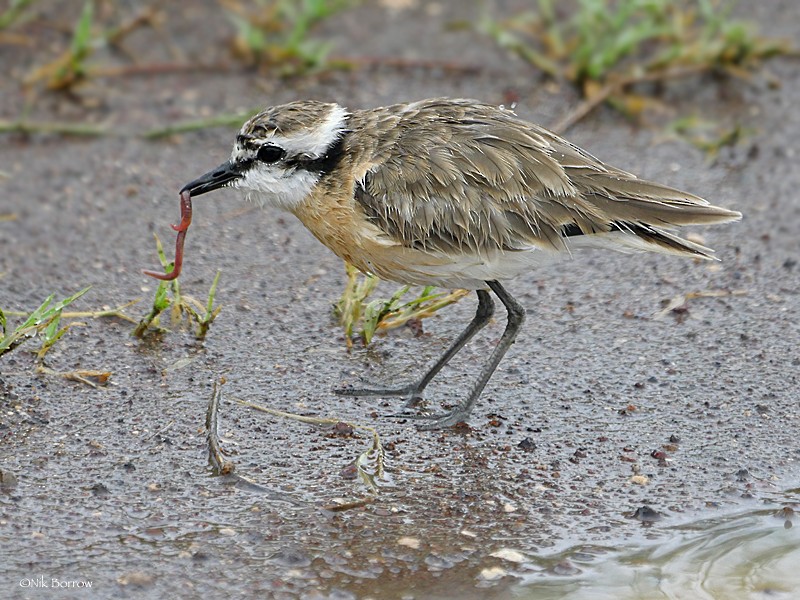 Kittlitz's Plover - ML205466811