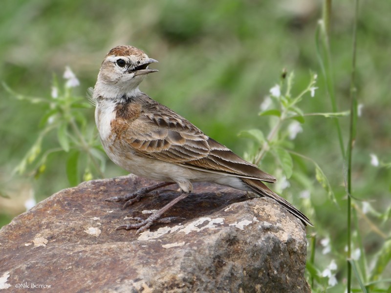 Red-capped Lark - ML205466821