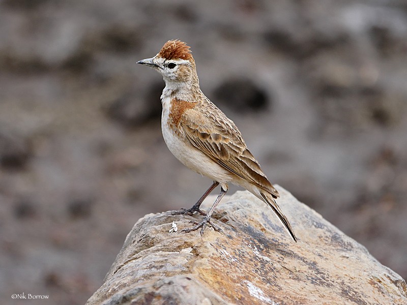 Red-capped Lark - ML205466831