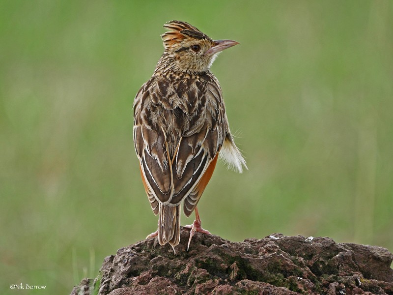 Rufous-naped Lark (Serengeti) - ML205466841