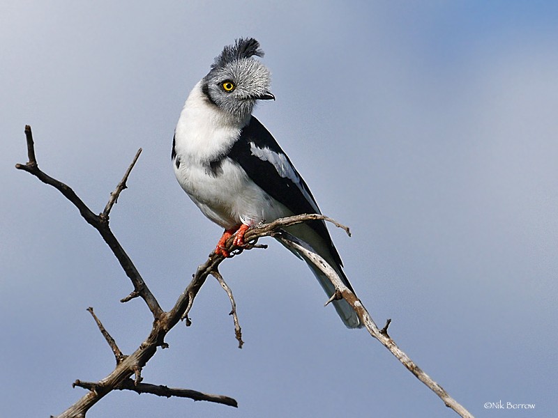 Gray-crested Helmetshrike - ML205466851