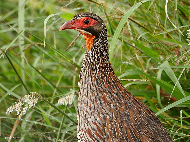 Gray-breasted Spurfowl - ML205466871