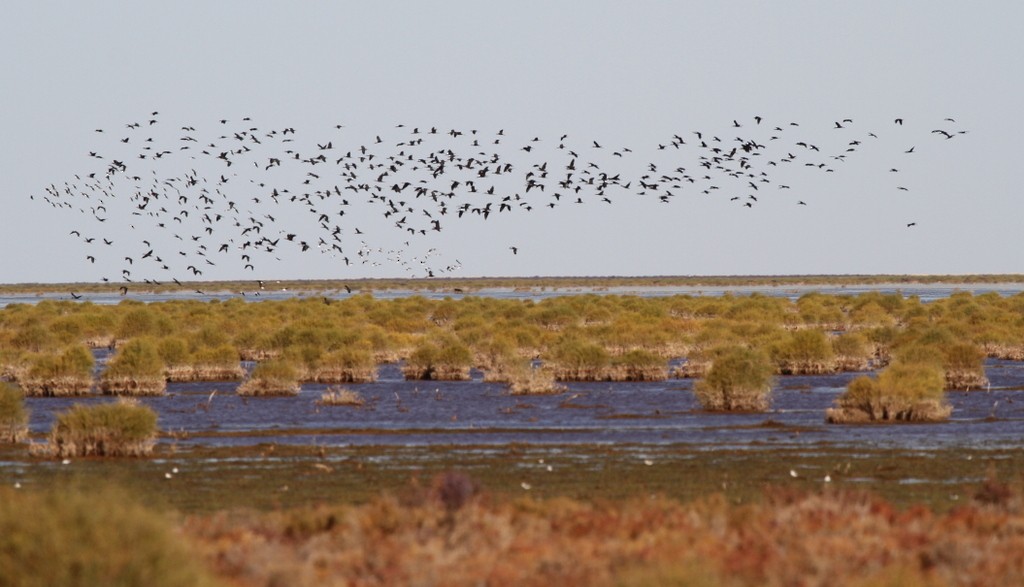 ibis hnědý - ML205467301