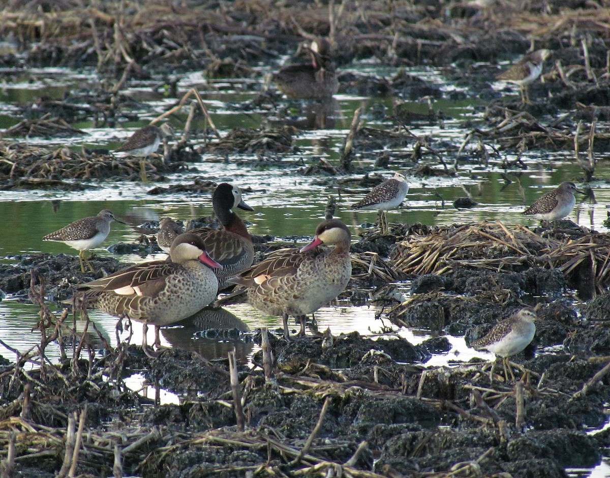 Red-billed Duck - ML205467491