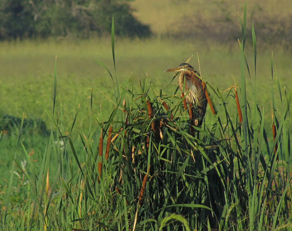 Purple Heron (Purple) - ML205467641