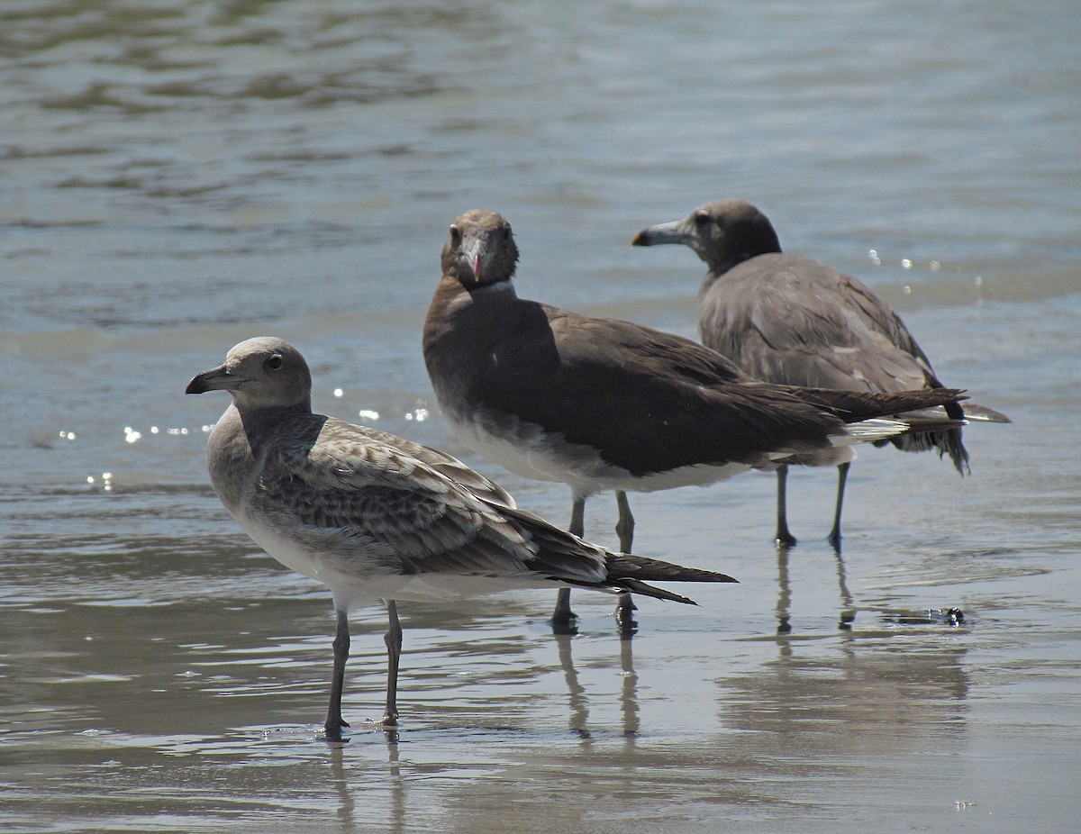 Sooty Gull - Jens Thalund