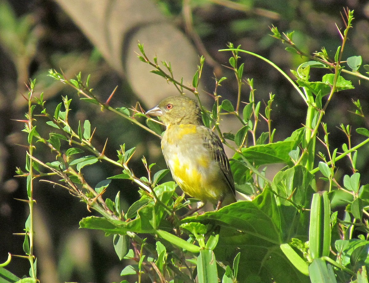 Rüppell's Weaver - ML205468061