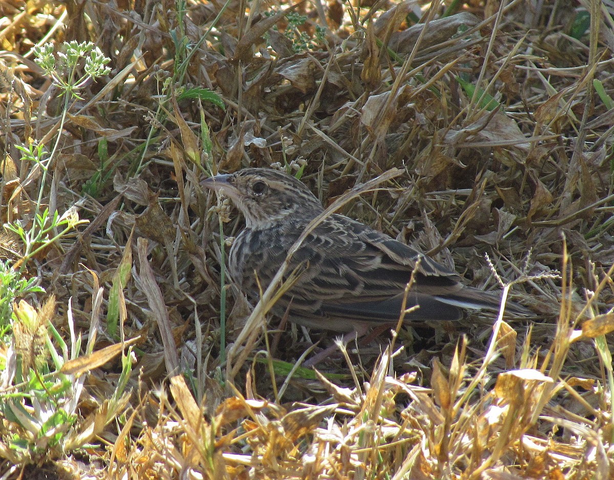 Singing Bushlark (Singing) - Jens Thalund