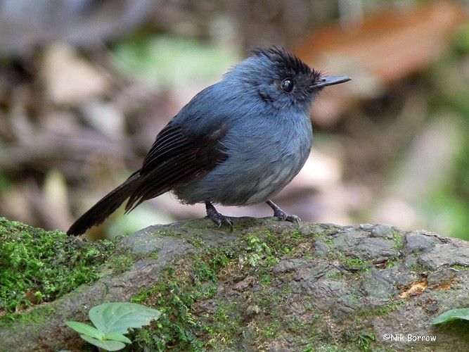 Dusky Crested Flycatcher - Nik Borrow