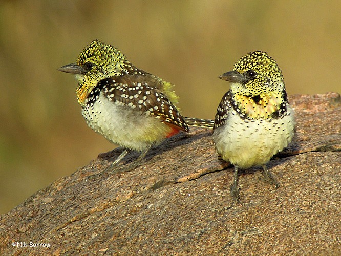 D'Arnaud's Barbet (Usambiro) - ML205468181