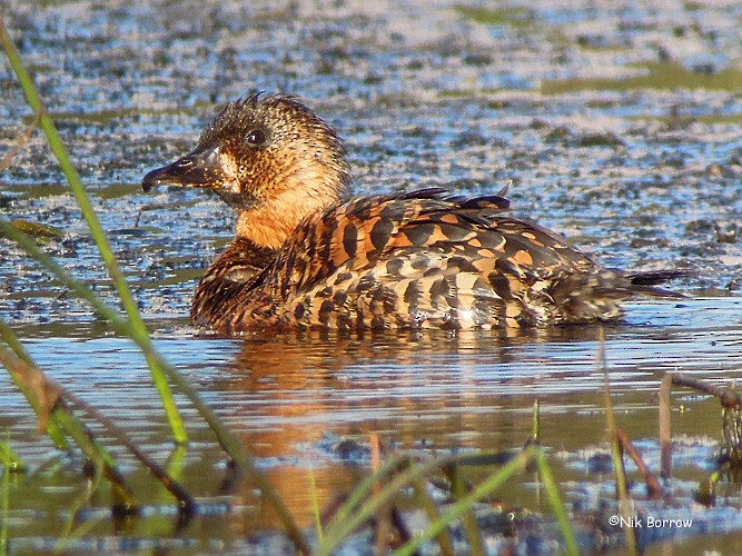 White-backed Duck - ML205468201