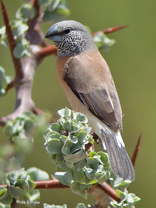 Gray-headed Silverbill - ML205468301