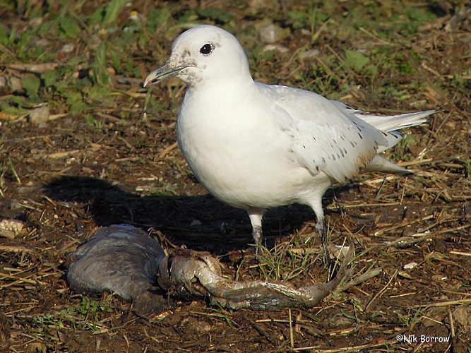 Ivory Gull - ML205468541