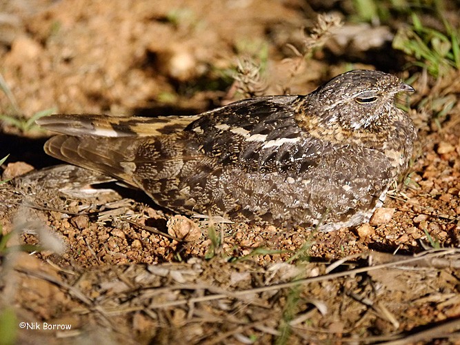 Pennant-winged Nightjar - ML205468571