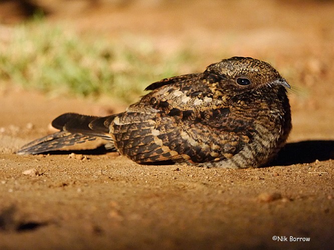 Montane Nightjar (Rwenzori) - Nik Borrow